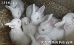 仔兔饲料，仔兔饲料配方