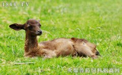 狍子养殖技术