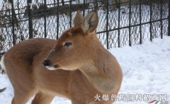 狍子养殖前景