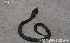 眼镜蛇疾病防治