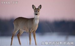 狍子是什么，狍子图片