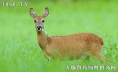 狍子多少钱一斤，狍子价格