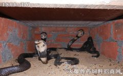 眼镜蛇的种类，眼镜蛇品种