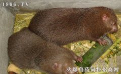 竹鼠养殖技术