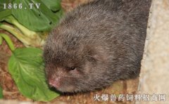 竹鼠的营养价值、功效与作用