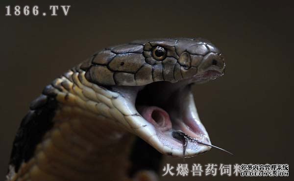     眼镜蛇养殖注意事项