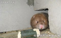 竹鼠吃什么，竹鼠饲料
