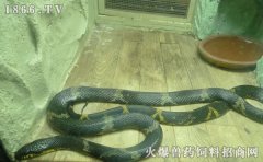 棕黑锦蛇怎么养，棕黑锦蛇养殖技术