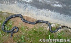 棕黑锦蛇有毒吗，棕黑锦蛇图片