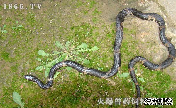     棕黑锦蛇经济价值