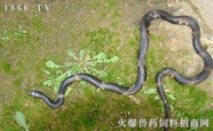 棕黑锦蛇多少钱，棕黑锦蛇价格