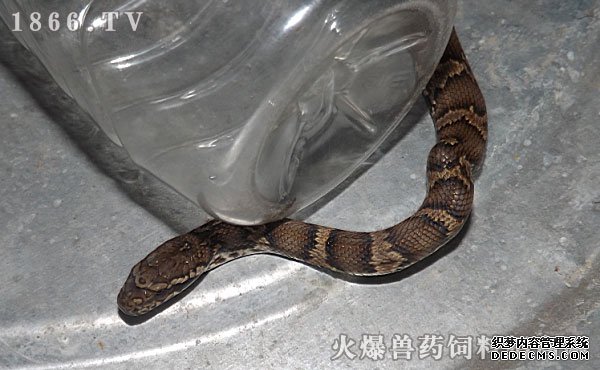     棕黑锦蛇价格