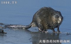 麝香鼠多少钱一只，麝香鼠价格