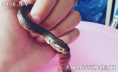 宠物蛇养殖技术