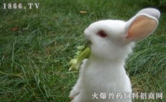 种兔配种技术