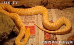 宠物蛇有毒吗，养宠物蛇要注意什么