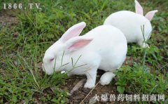 种兔品种，种兔图片