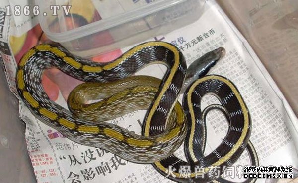     宠物蛇选购要点