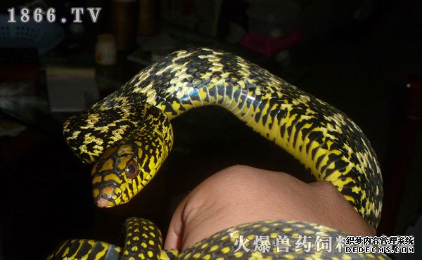     宠物蛇价格