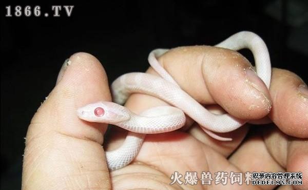     宠物蛇多少钱