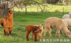 哪里有卖小羊驼，小羊驼图片