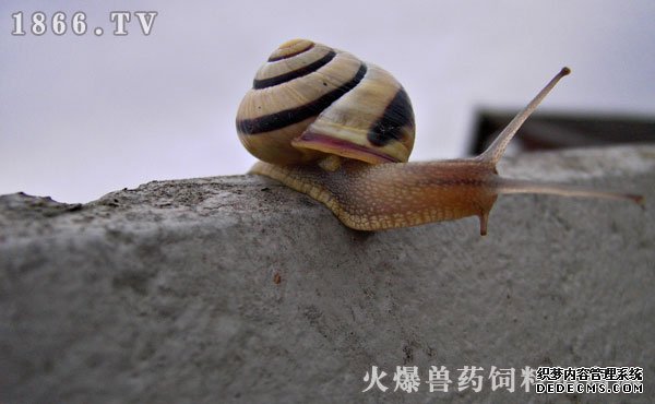     蜗牛的功效与作用
