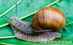 蜗牛的天敌