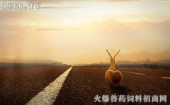 蜗牛品种，蜗牛图片