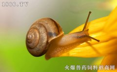 蜗牛有嗅觉吗