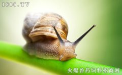 蜗牛有脚吗