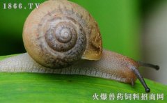 蜗牛和蚯蚓的区别