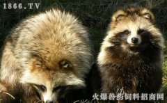 貉子养殖技术