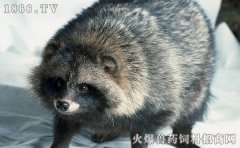 貉的饲养与疾病防治