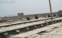 养貉子赚钱吗，貉子养殖利润