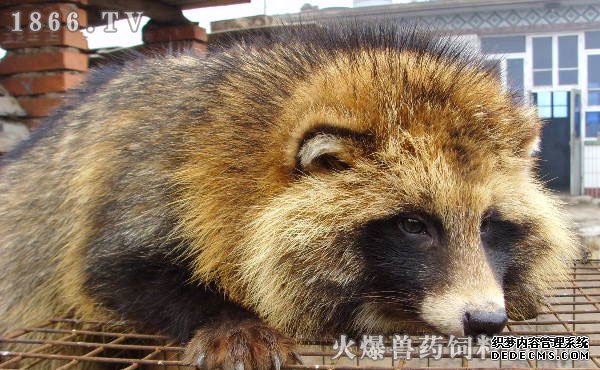     貉子养殖利润