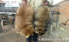 貉子吃什么，貉子饲料