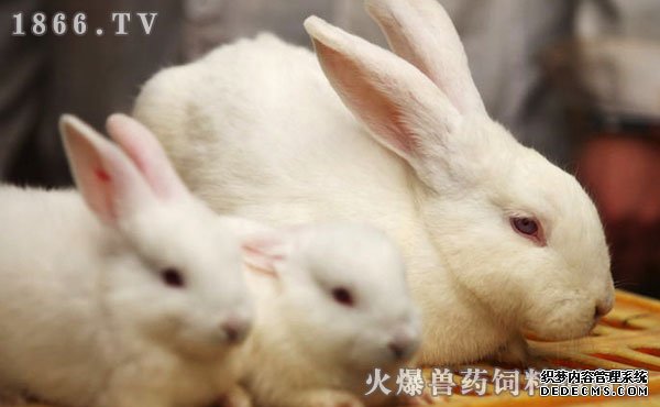     家兔的品种