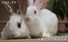 家兔野养技术