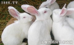 宠物兔和家兔的区别