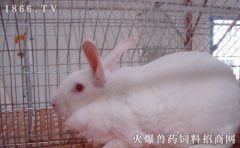 家兔宰杀方法