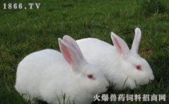 獭兔和家兔的区别