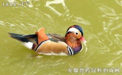 鸳鸯怎么饲养，鸳鸯的养殖方法