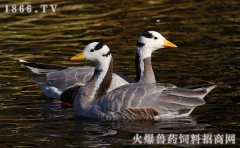 斑头雁养殖技术