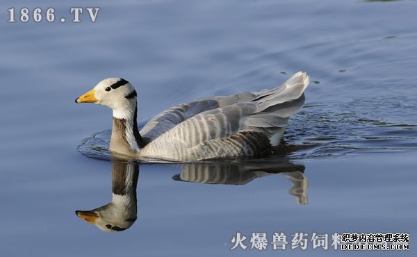     斑头雁种群现状
