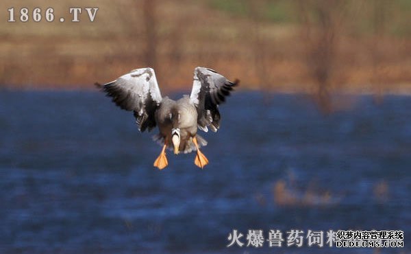     斑头雁价格