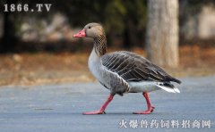 灰雁多少钱，灰雁价格