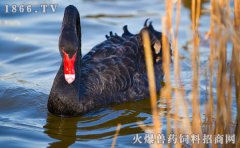 黑天鹅怎么养殖，黑天鹅的养殖方法