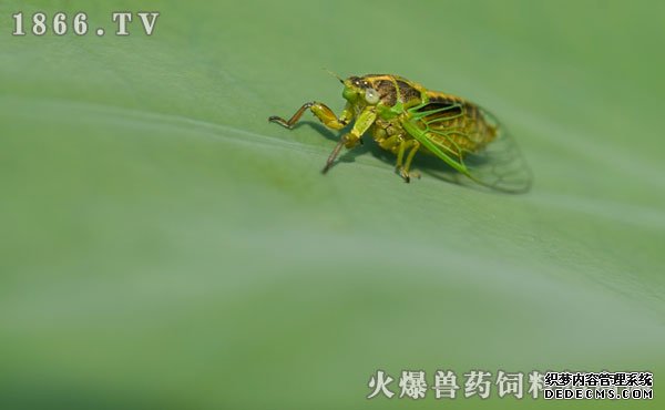     怎样捉金蝉