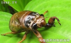 金蝉怎么保存，金蝉的保存方法