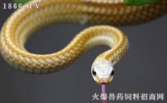 蛇的养殖周期